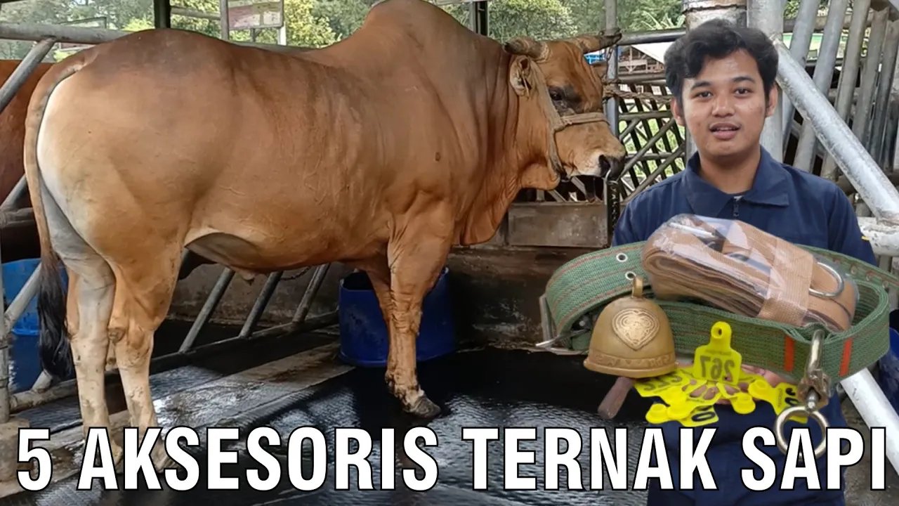 
                                 Aksesoris-Perlengkapan-Ternak-Sapi